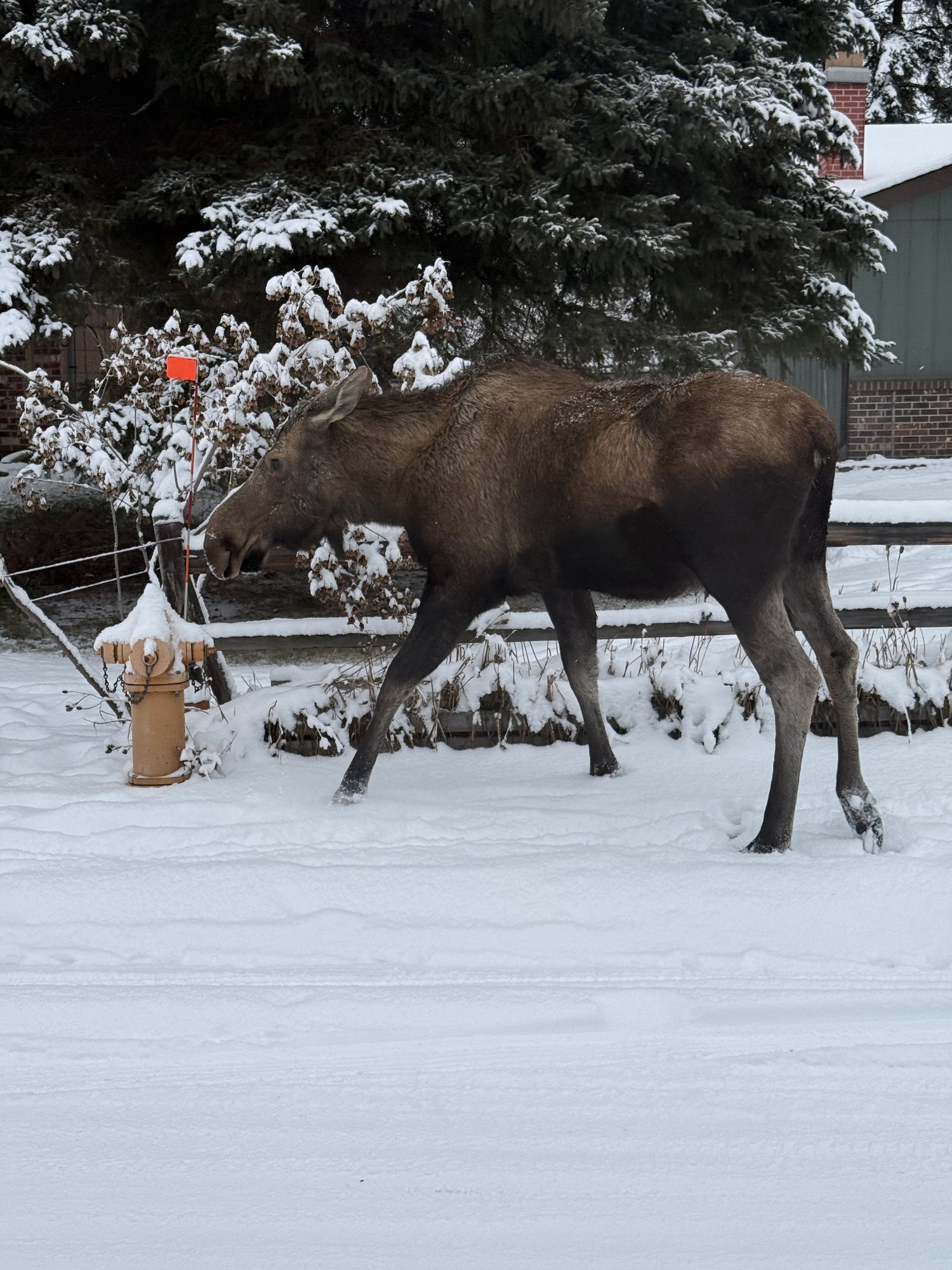 A moose in Interior Alaska